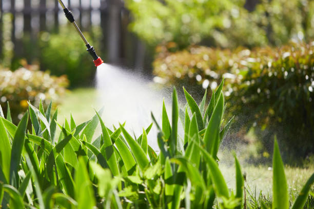 24/7 Emergency Termite Control experts in Hickory, NC